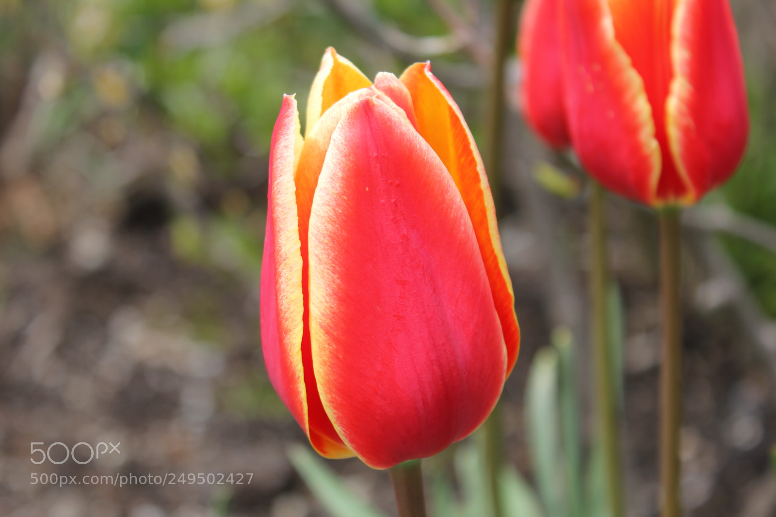 Canon EOS 550D (EOS Rebel T2i / EOS Kiss X4) sample photo. Tulips edward's garden, toronto photography