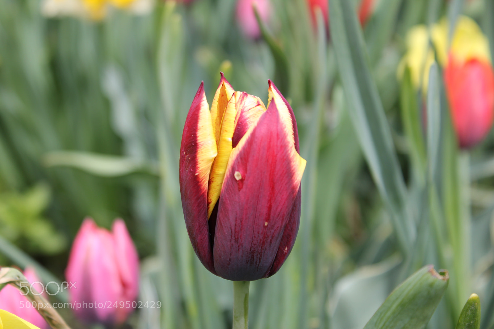 Canon EOS 550D (EOS Rebel T2i / EOS Kiss X4) sample photo. Tulips edward's garden, toronto photography