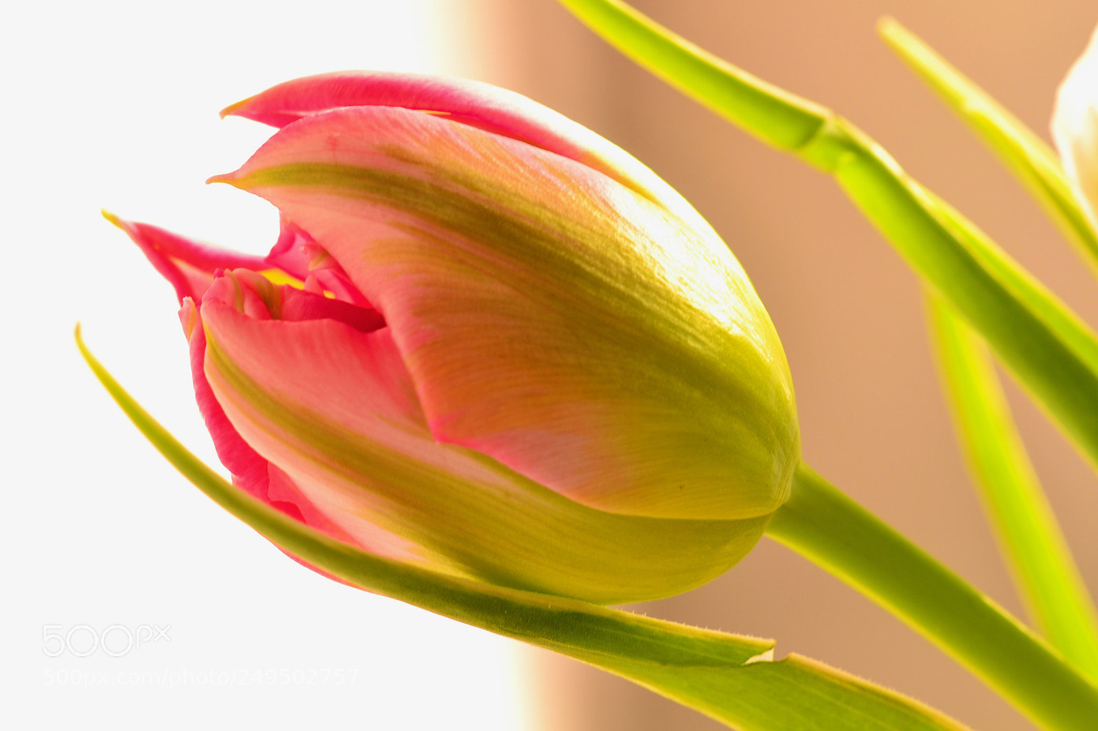Nikon D3100 sample photo. Pink photography