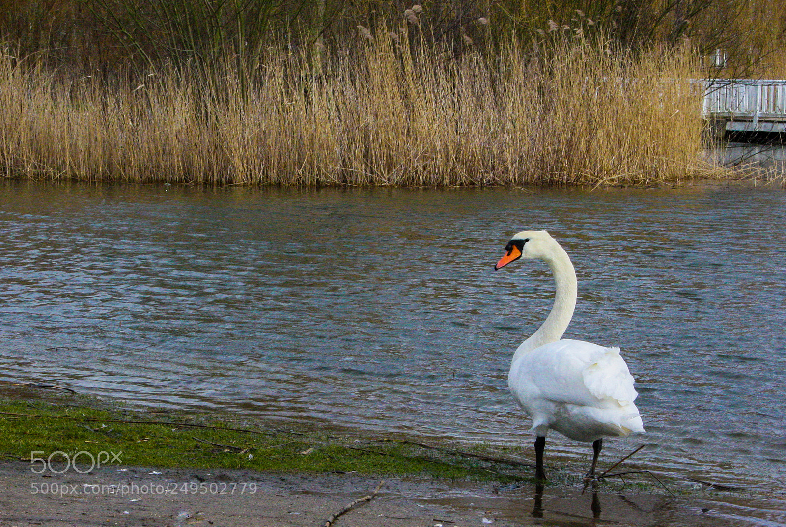 Canon EOS 1000D (EOS Digital Rebel XS / EOS Kiss F) sample photo. It's a swan photography