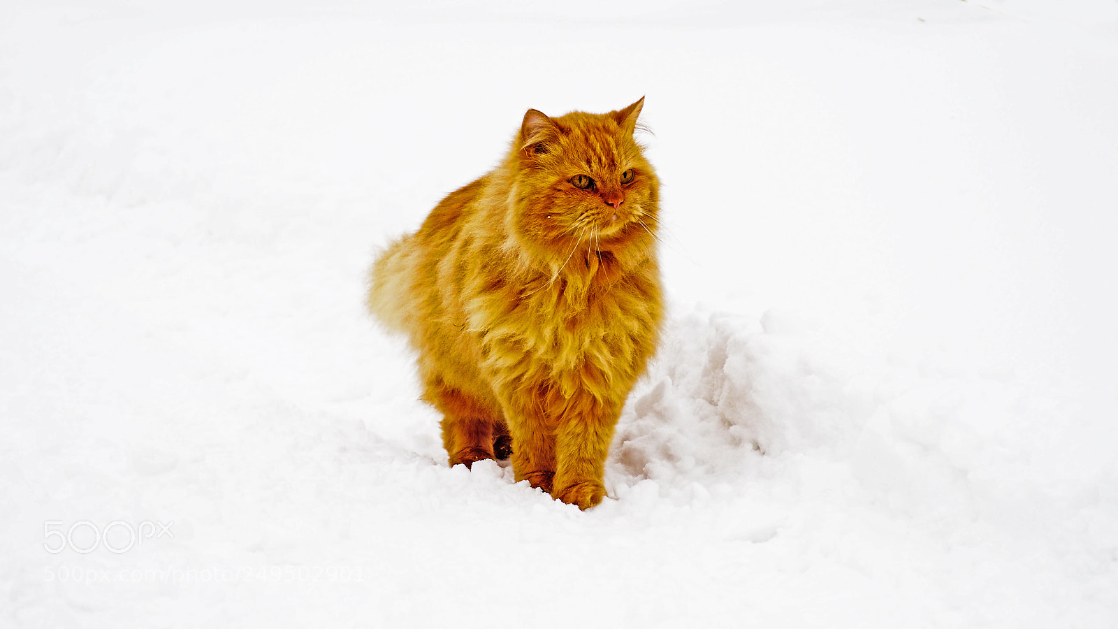 Olympus PEN E-PL7 sample photo. Peach fluffy persian cat photography
