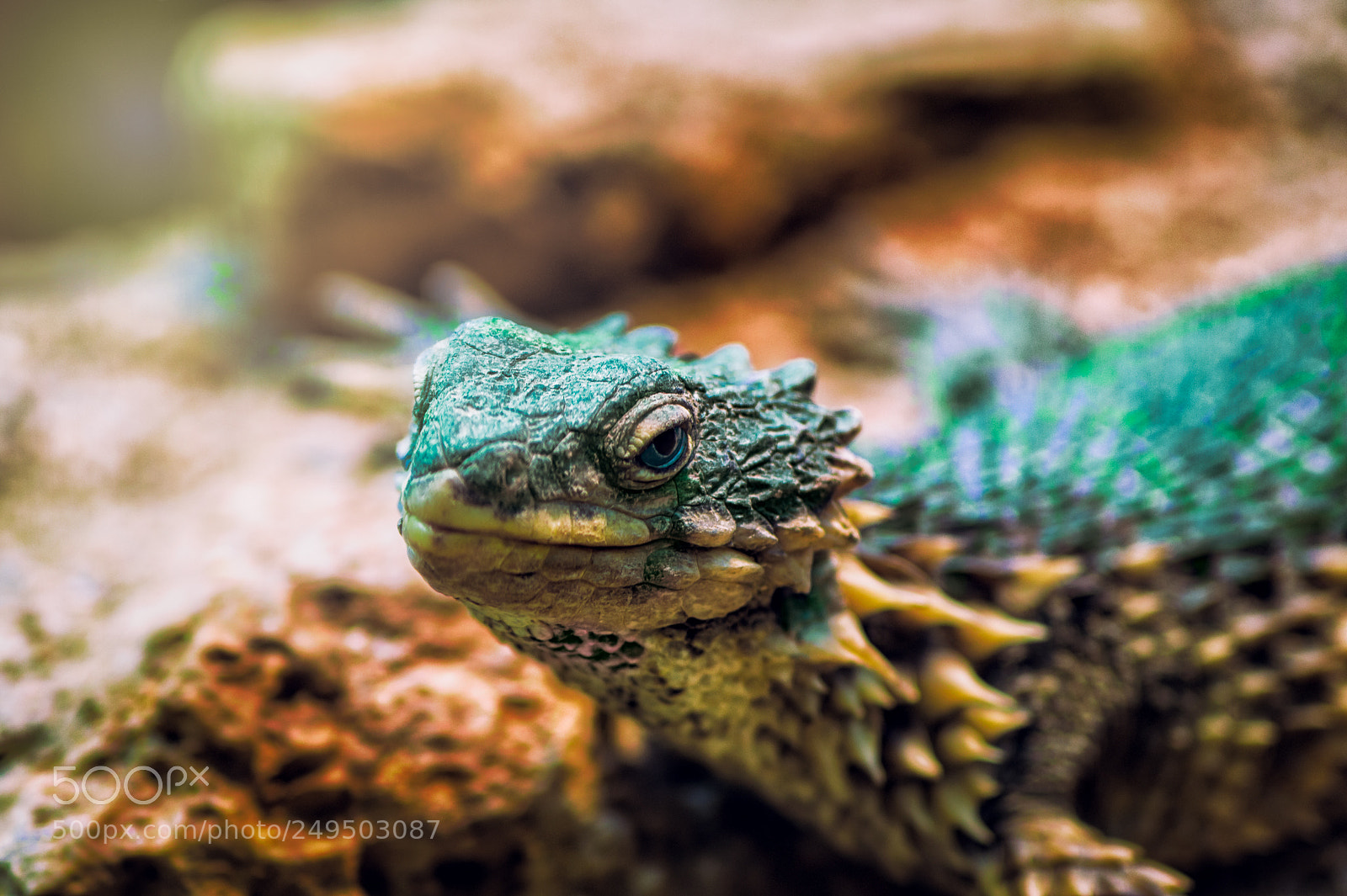 Sony SLT-A58 sample photo. Lizard photography