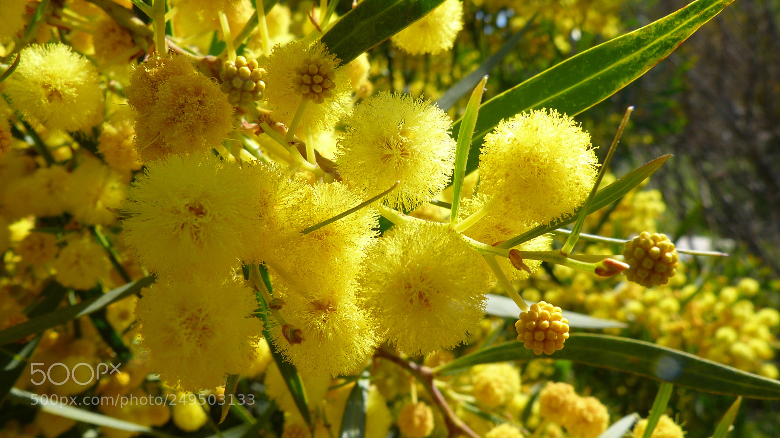 Panasonic Lumix DMC-FZ150 sample photo. Acacia cyanophylla photography