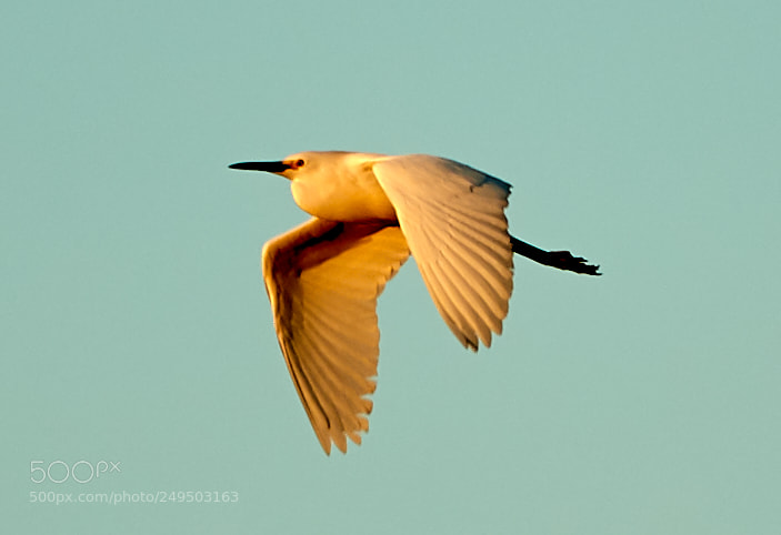 Canon EOS-1D X Mark II sample photo. 03-16-18-0007852.jpg photography