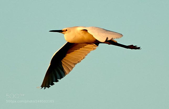 Canon EOS-1D X Mark II sample photo. 03-16-18-0007851.jpg photography