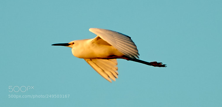 Canon EOS-1D X Mark II sample photo. 03-16-18-0007850.jpg photography