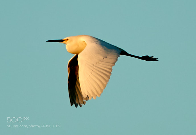 Canon EOS-1D X Mark II sample photo. 03-16-18-0007849.jpg photography