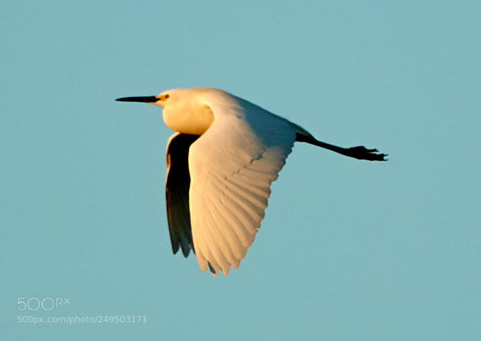 Canon EOS-1D X Mark II sample photo. 03-16-18-0007847.jpg photography