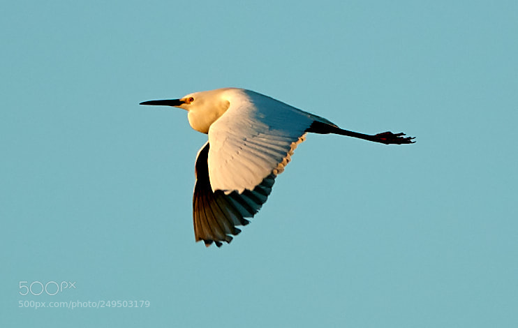 Canon EOS-1D X Mark II sample photo. 03-16-18-0007845.jpg photography