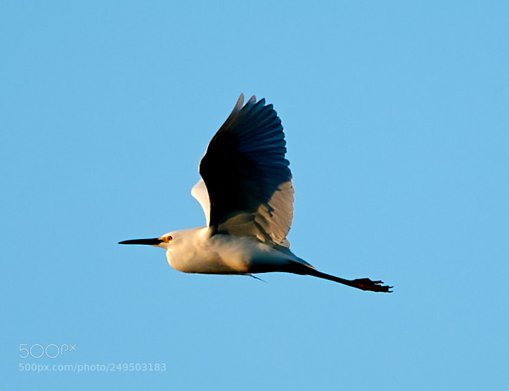 Canon EOS-1D X Mark II sample photo. 03-16-18-0007844.jpg photography