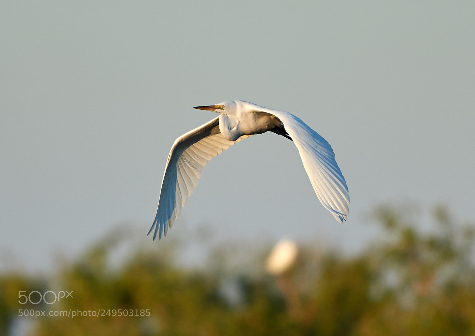 Canon EOS-1D X Mark II sample photo. 03-16-18-0007839.jpg photography