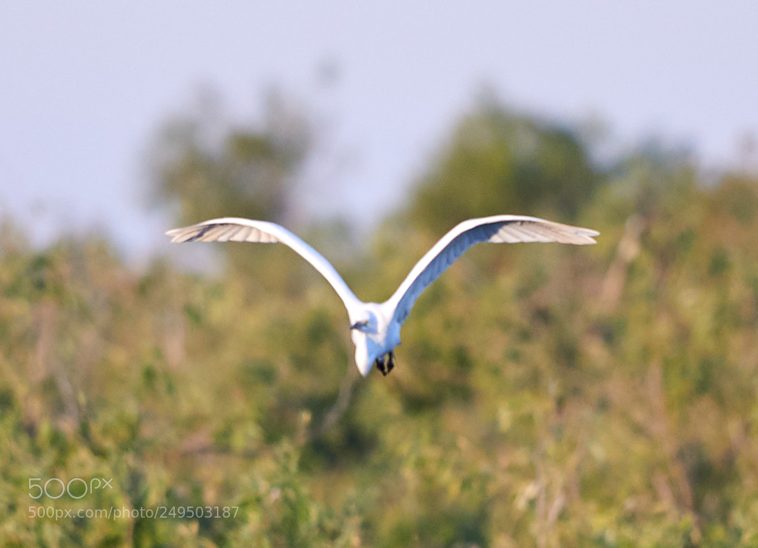 Canon EOS-1D X Mark II sample photo. 03-16-18-0007843.jpg photography