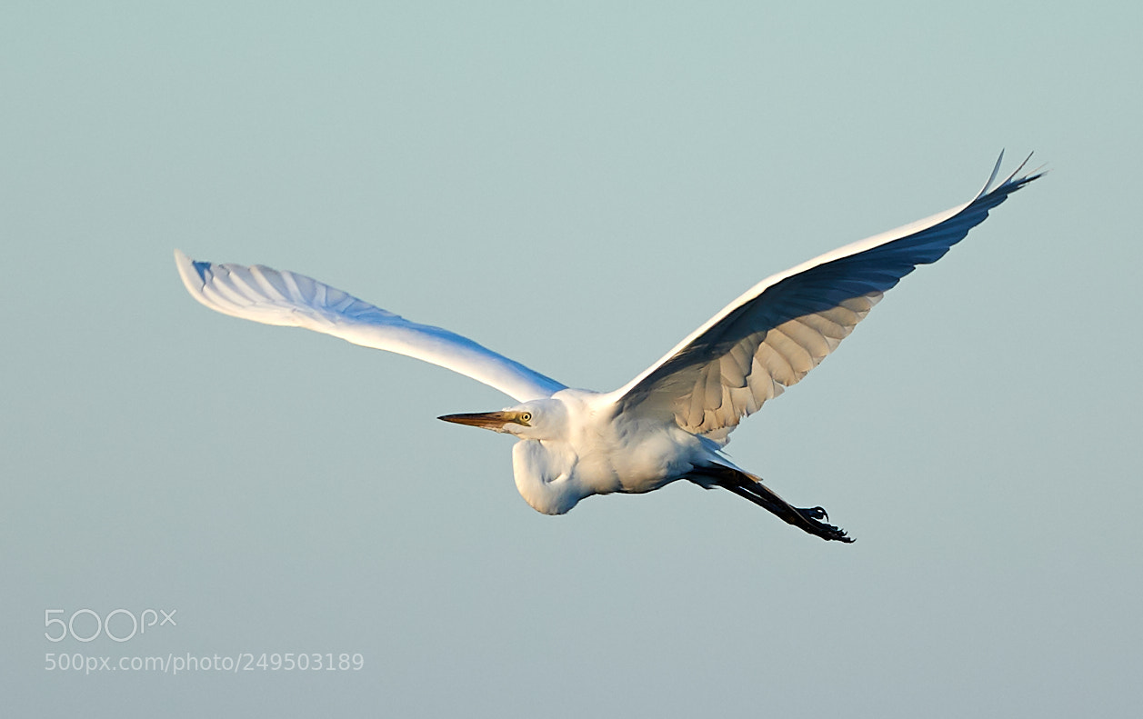 Canon EOS-1D X Mark II sample photo. 03-16-18-0007838.jpg photography