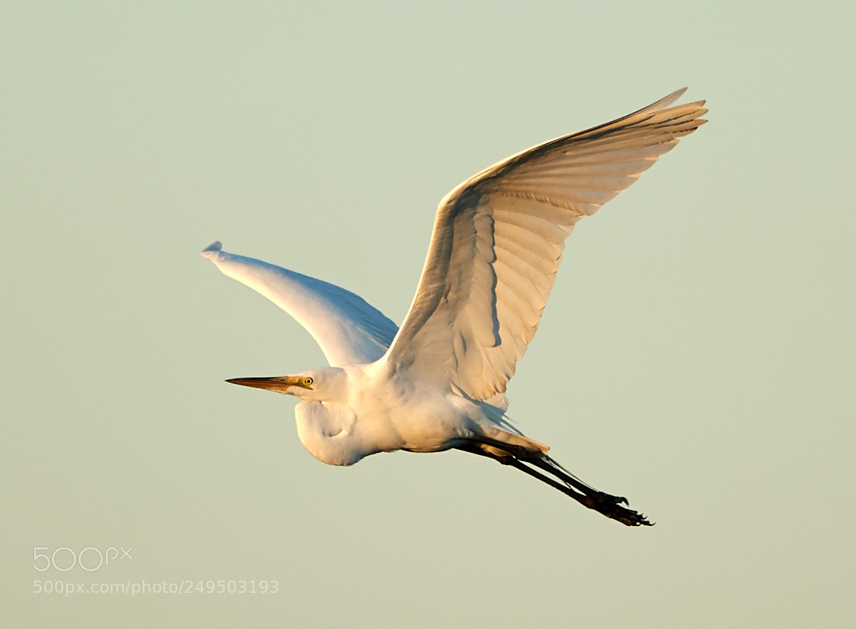 Canon EOS-1D X Mark II sample photo. 03-16-18-0007835.jpg photography