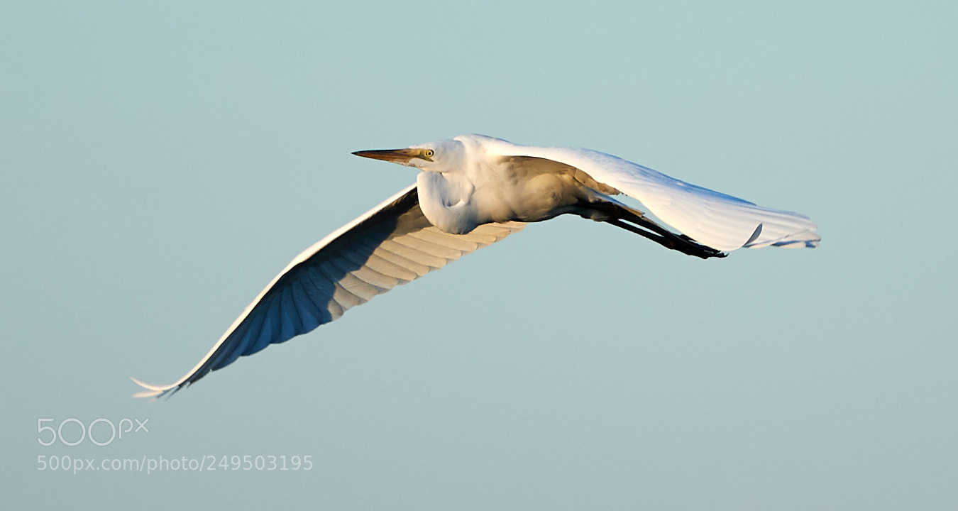 Canon EOS-1D X Mark II sample photo. 03-16-18-0007836.jpg photography