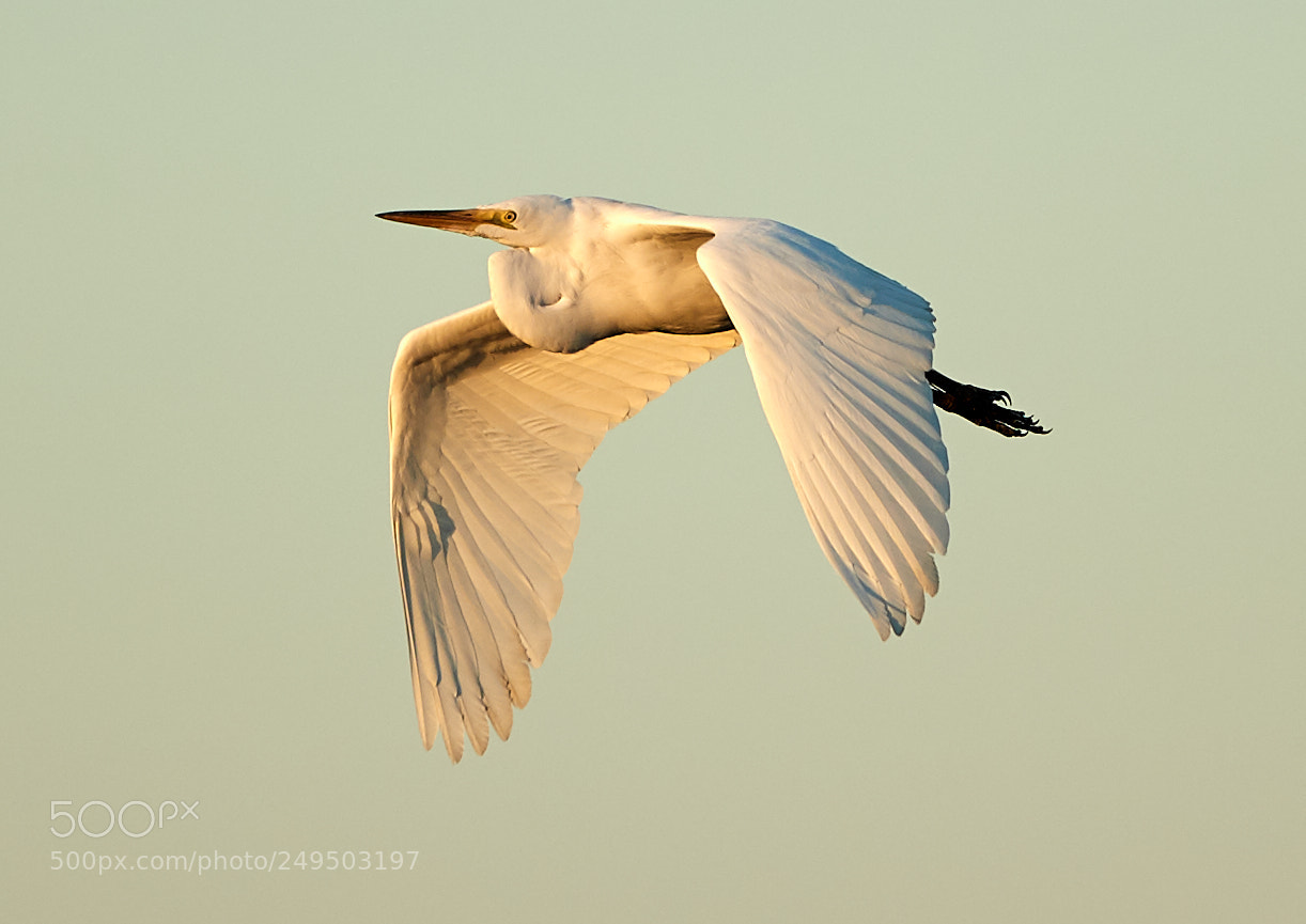 Canon EOS-1D X Mark II sample photo. 03-16-18-0007834.jpg photography