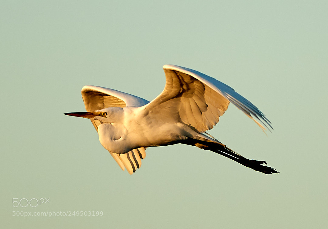 Canon EOS-1D X Mark II sample photo. 03-16-18-0007832.jpg photography