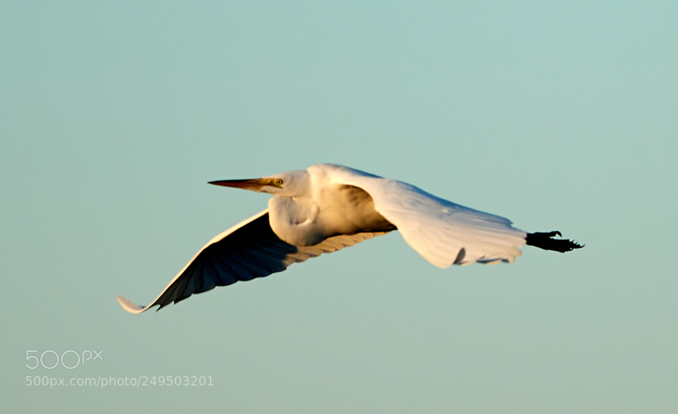 Canon EOS-1D X Mark II sample photo. 03-16-18-0007831.jpg photography