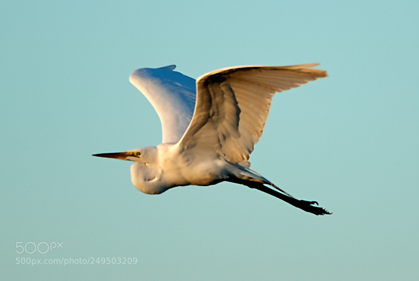 Canon EOS-1D X Mark II sample photo. 03-16-18-0007830.jpg photography