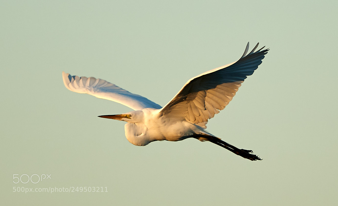 Canon EOS-1D X Mark II sample photo. 03-16-18-0007833.jpg photography