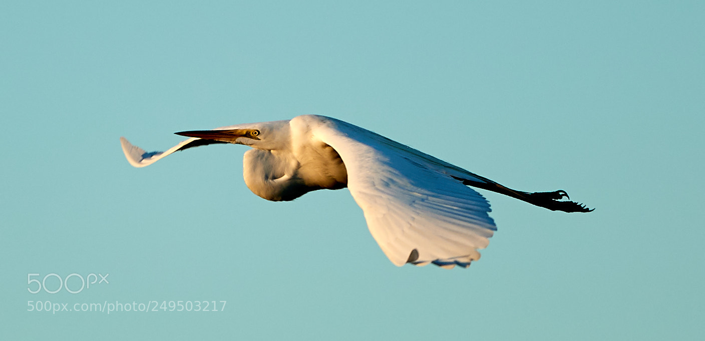 Canon EOS-1D X Mark II sample photo. 03-16-18-0007826.jpg photography