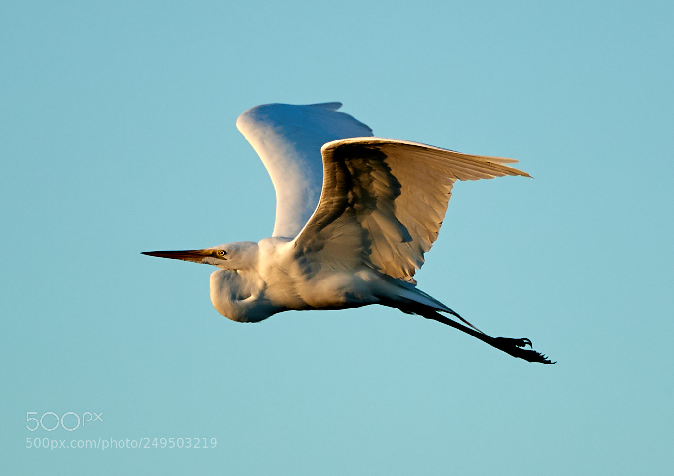 Canon EOS-1D X Mark II sample photo. 03-16-18-0007825.jpg photography
