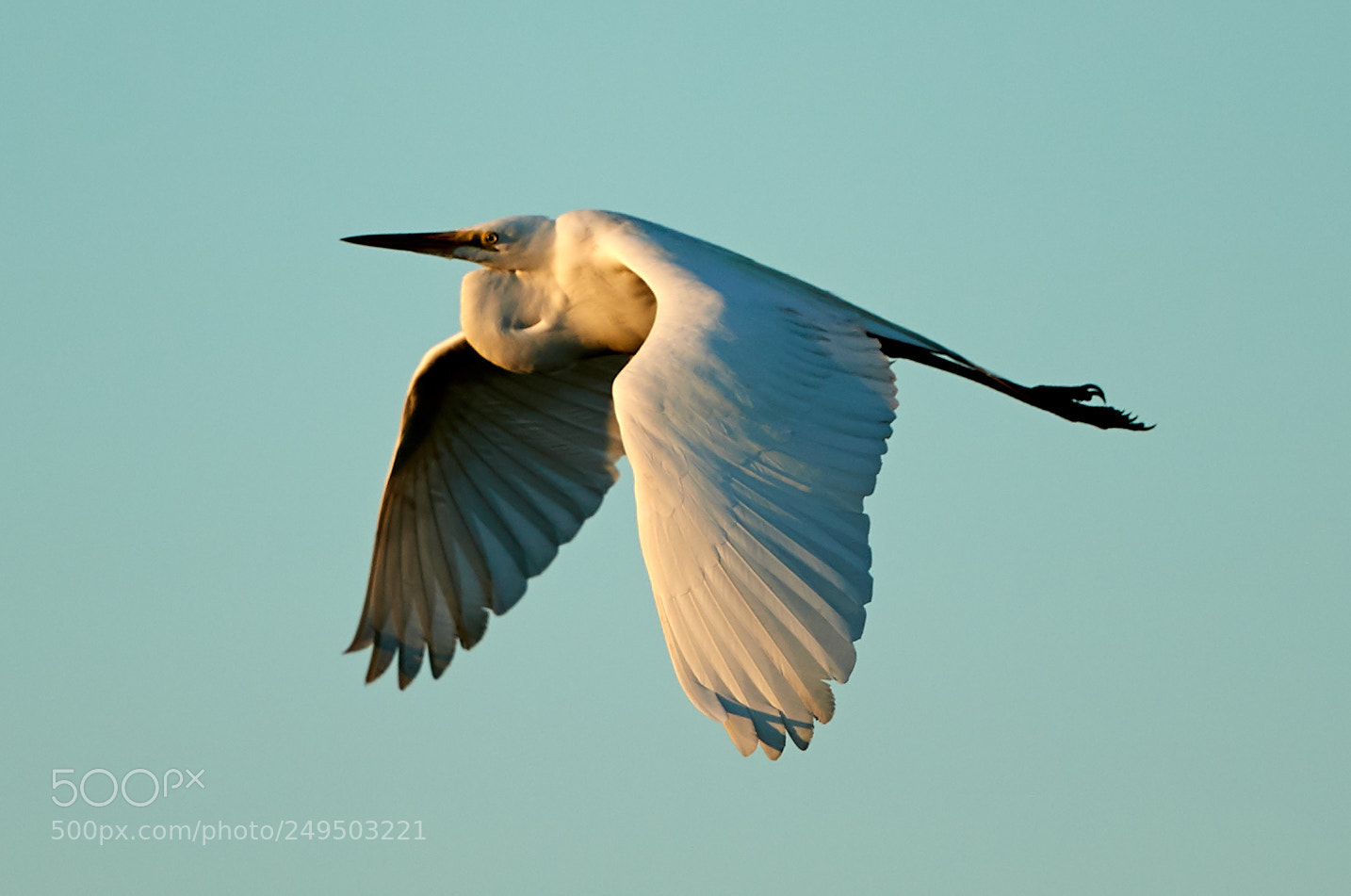 Canon EOS-1D X Mark II sample photo. 03-16-18-0007824.jpg photography