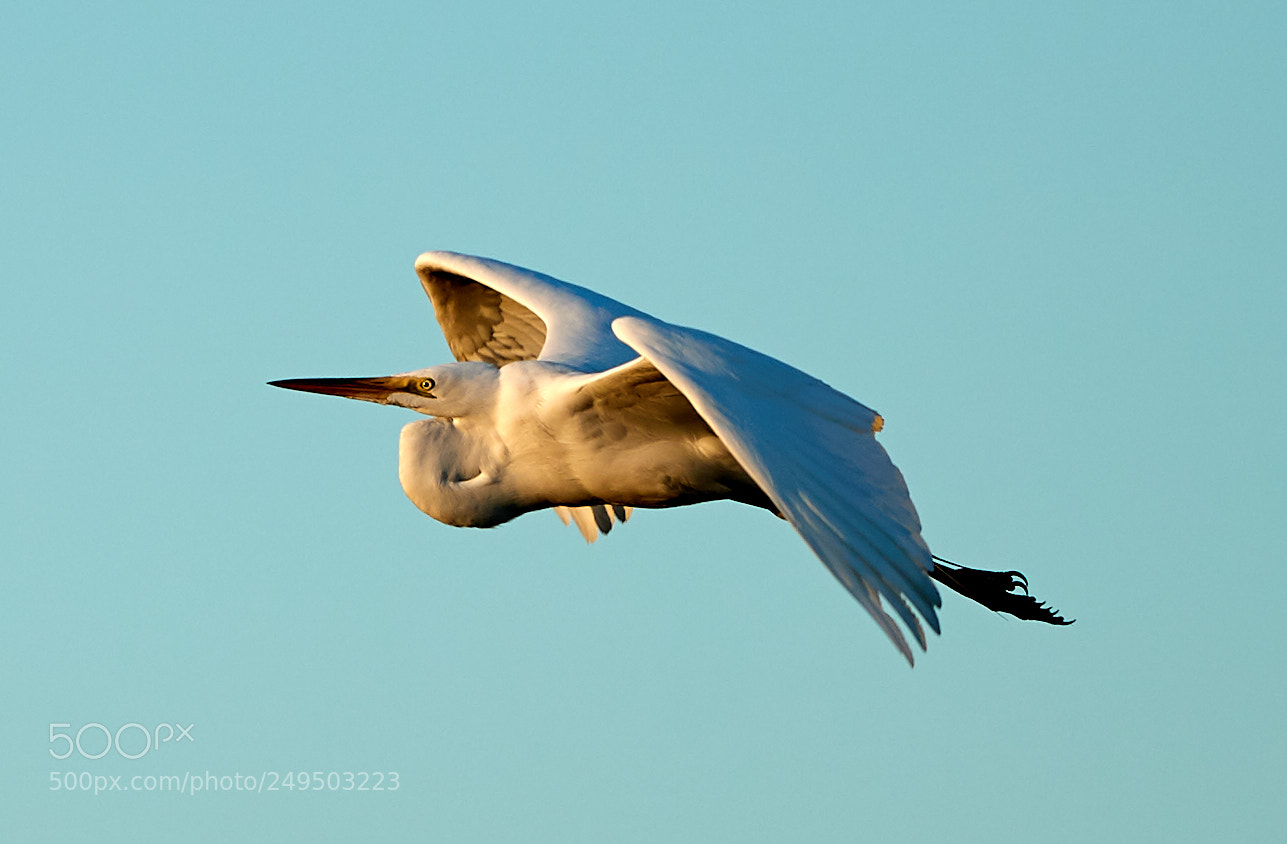 Canon EOS-1D X Mark II sample photo. 03-16-18-0007827.jpg photography