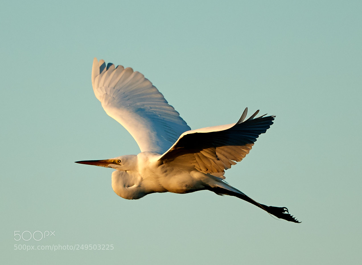 Canon EOS-1D X Mark II sample photo. 03-16-18-0007828.jpg photography