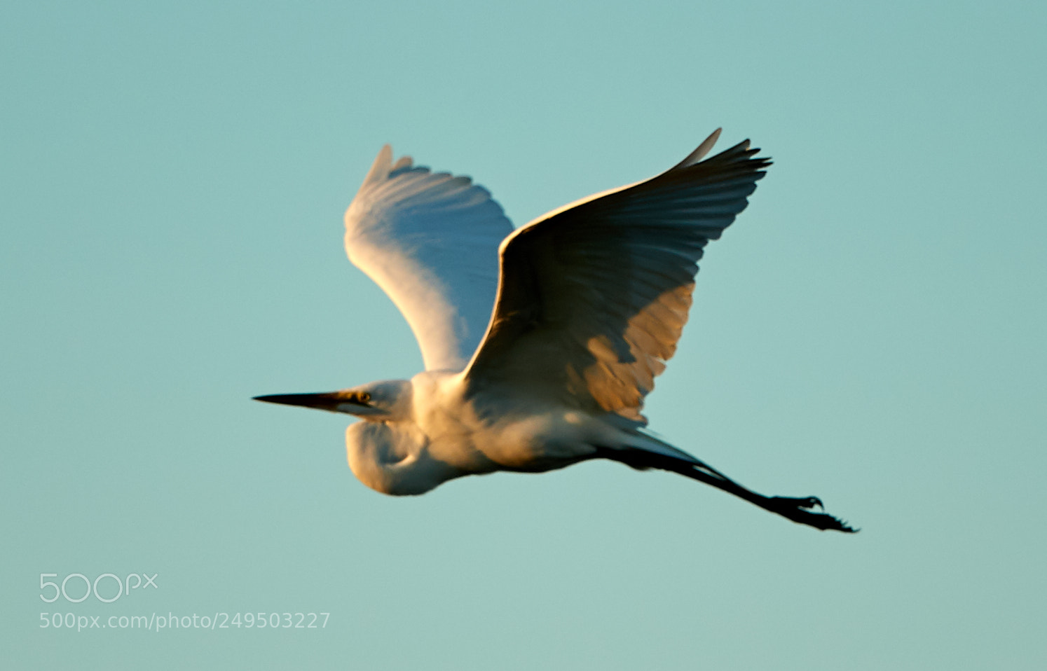 Canon EOS-1D X Mark II sample photo. 03-16-18-0007823.jpg photography
