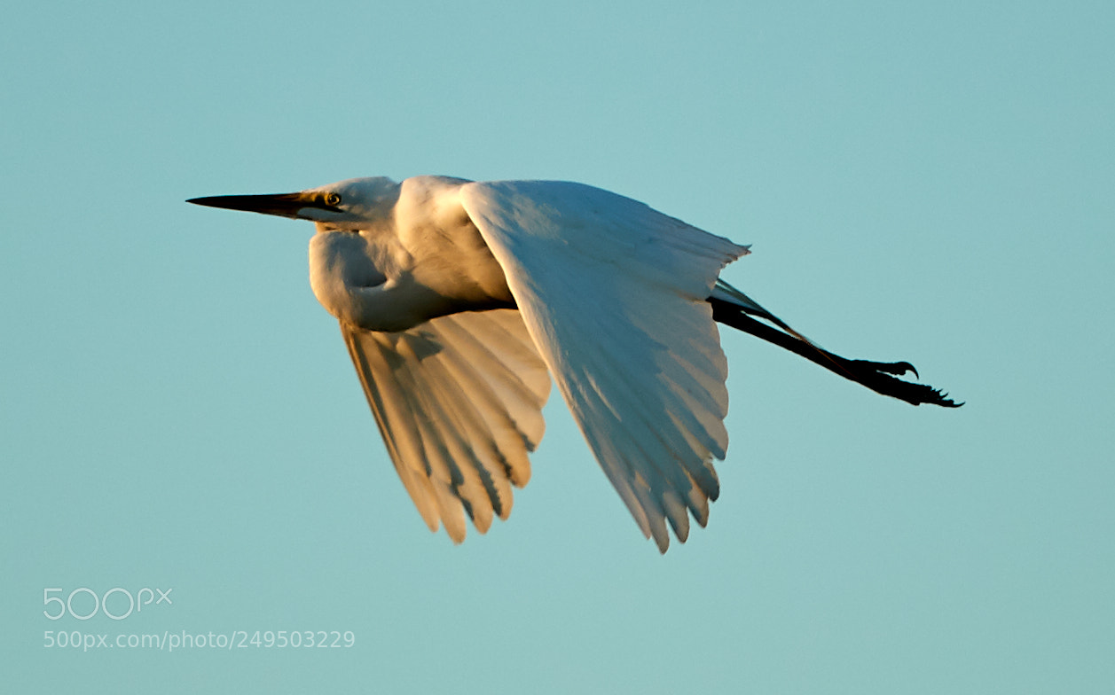 Canon EOS-1D X Mark II sample photo. 03-16-18-0007822.jpg photography