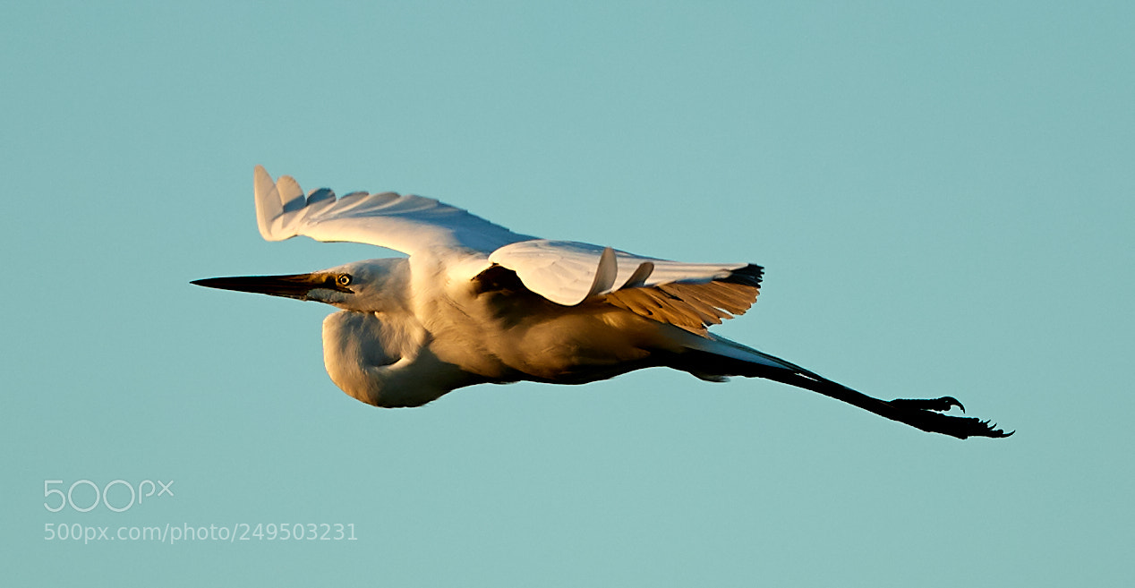 Canon EOS-1D X Mark II sample photo. 03-16-18-0007821.jpg photography