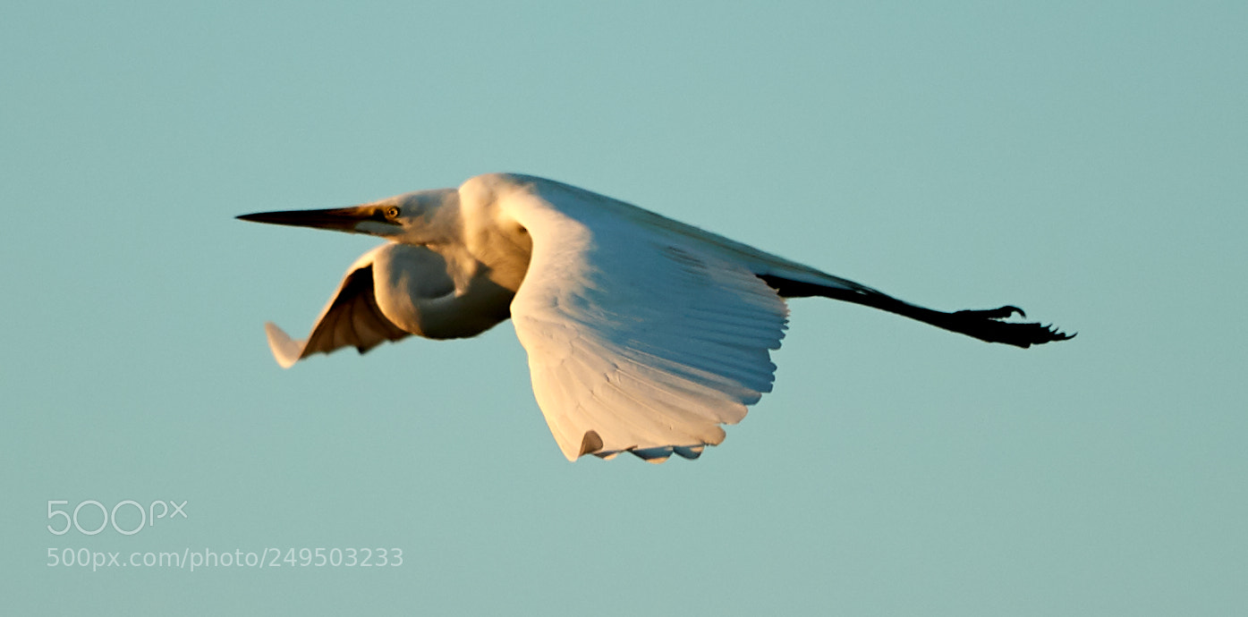 Canon EOS-1D X Mark II sample photo. 03-16-18-0007819.jpg photography