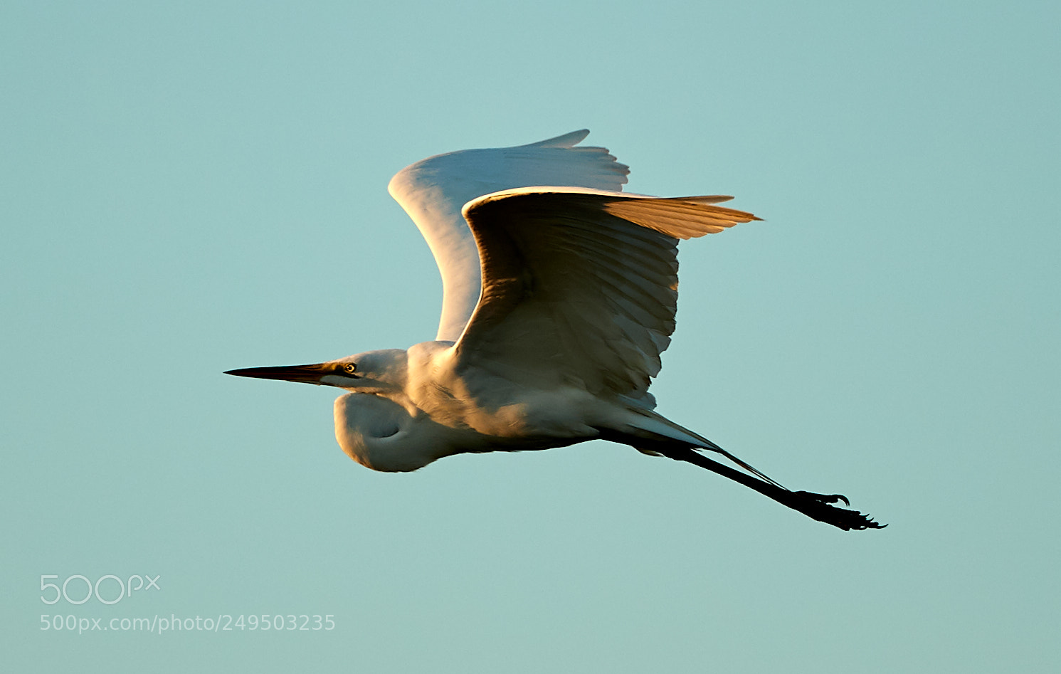 Canon EOS-1D X Mark II sample photo. 03-16-18-0007818.jpg photography