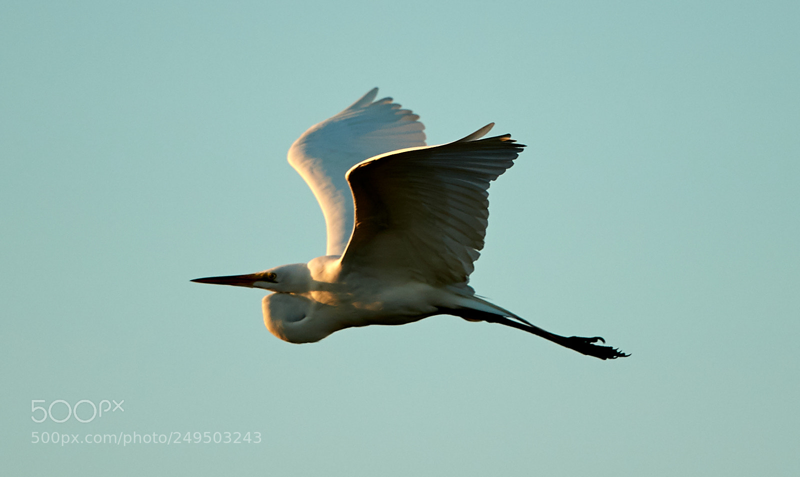 Canon EOS-1D X Mark II sample photo. 03-16-18-0007817.jpg photography