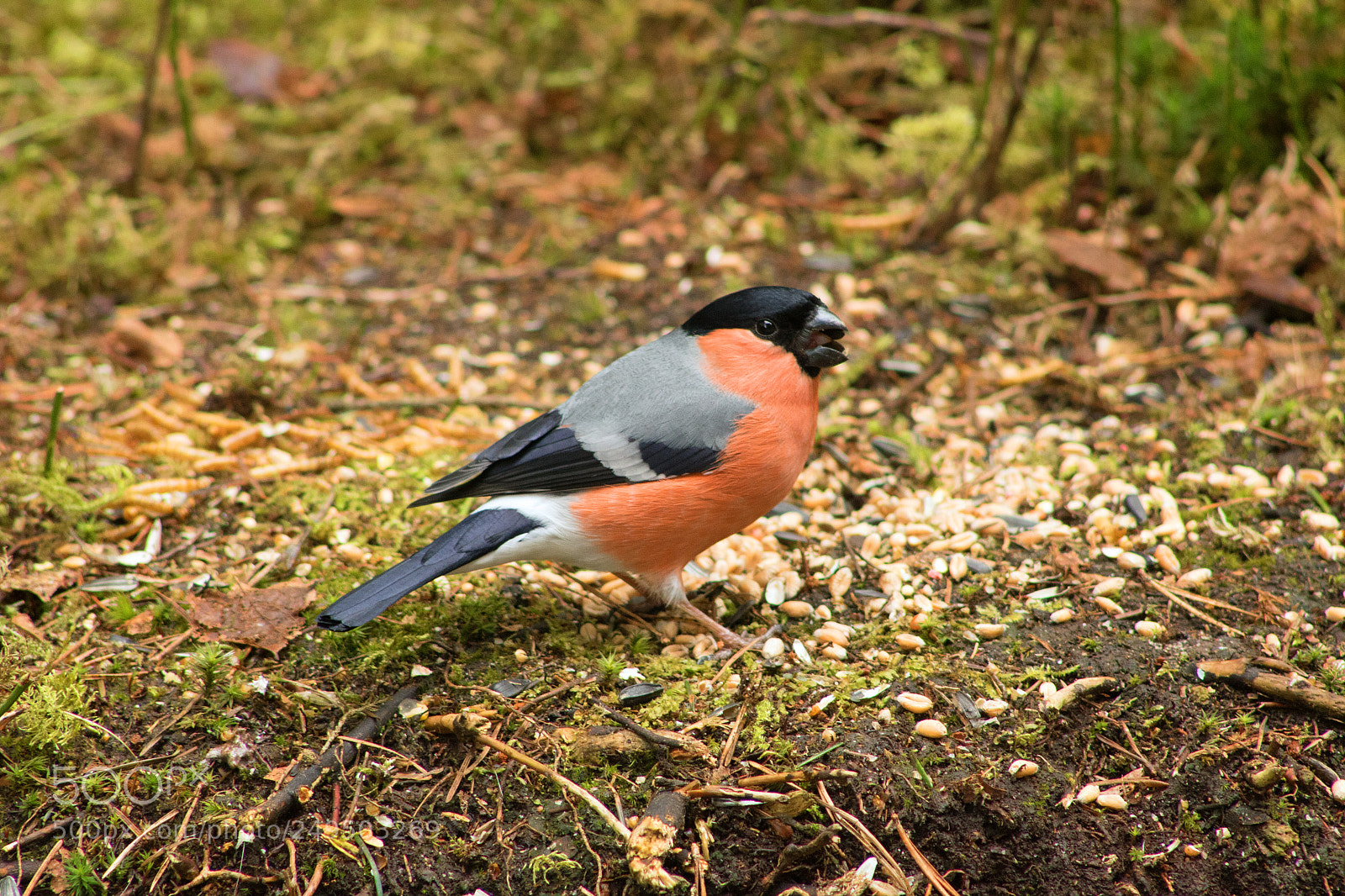 Canon EOS 750D (EOS Rebel T6i / EOS Kiss X8i) sample photo. Bullfinch photography