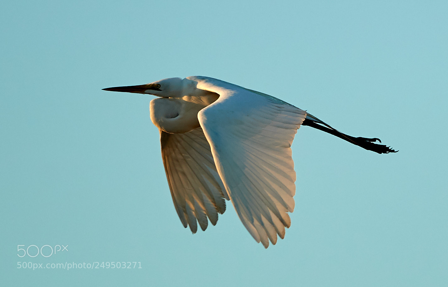 Canon EOS-1D X Mark II sample photo. 03-16-18-0007816.jpg photography