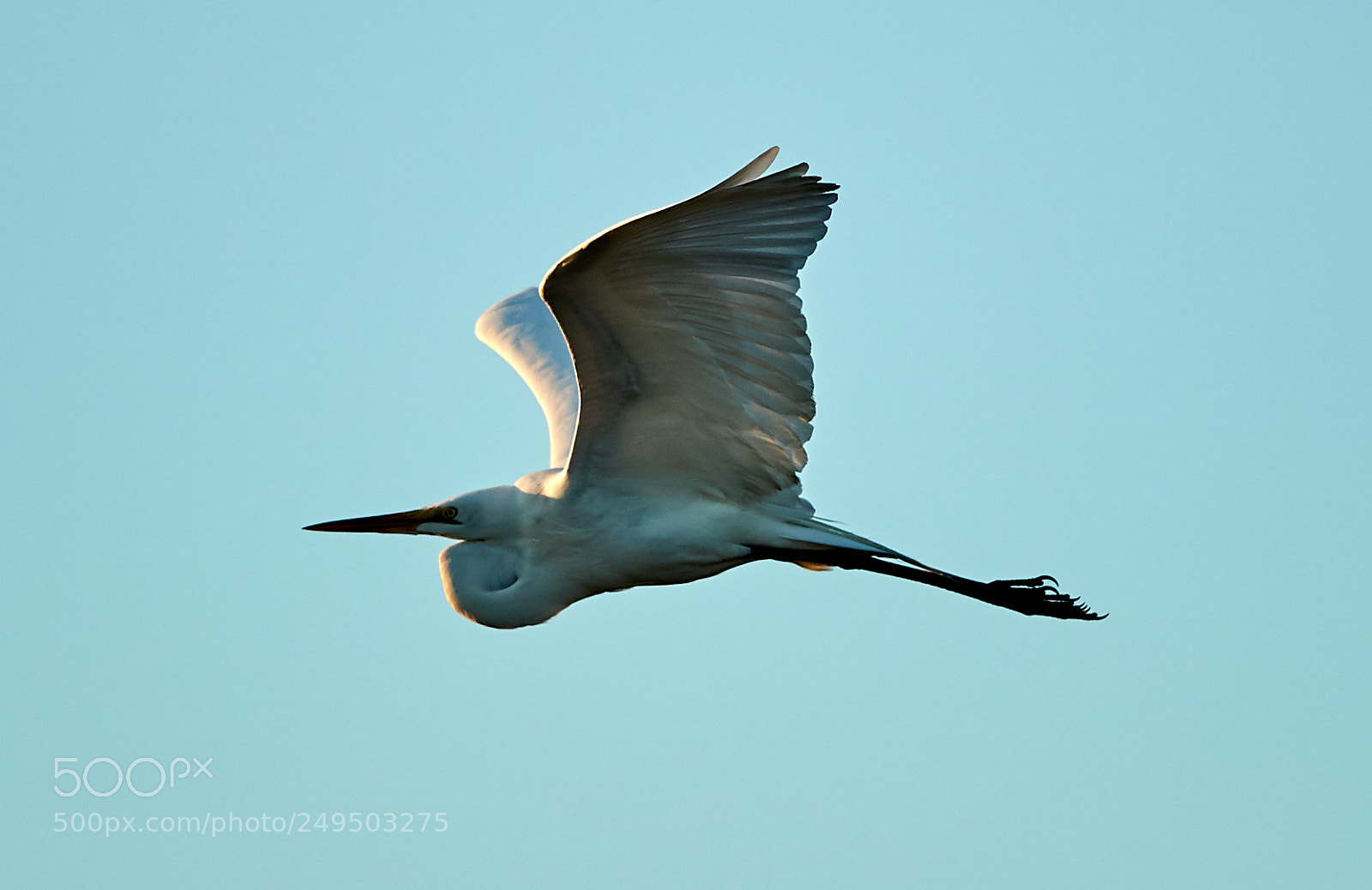 Canon EOS-1D X Mark II sample photo. 03-16-18-0007815.jpg photography