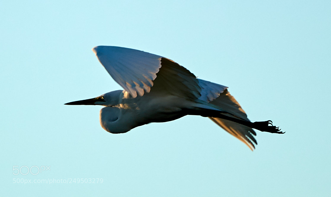 Canon EOS-1D X Mark II sample photo. 03-16-18-0007813.jpg photography