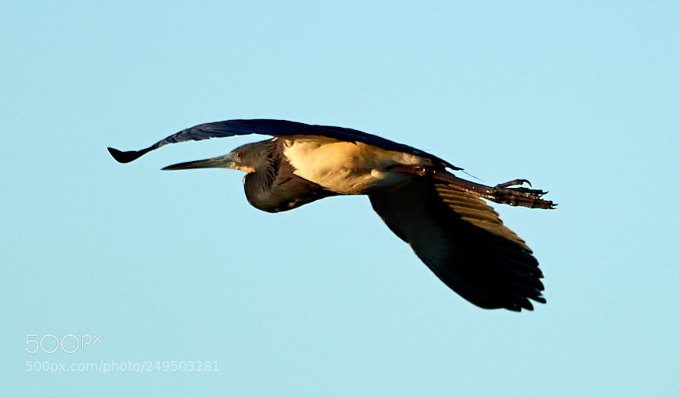 Canon EOS-1D X Mark II sample photo. 03-16-18-0007810.jpg photography