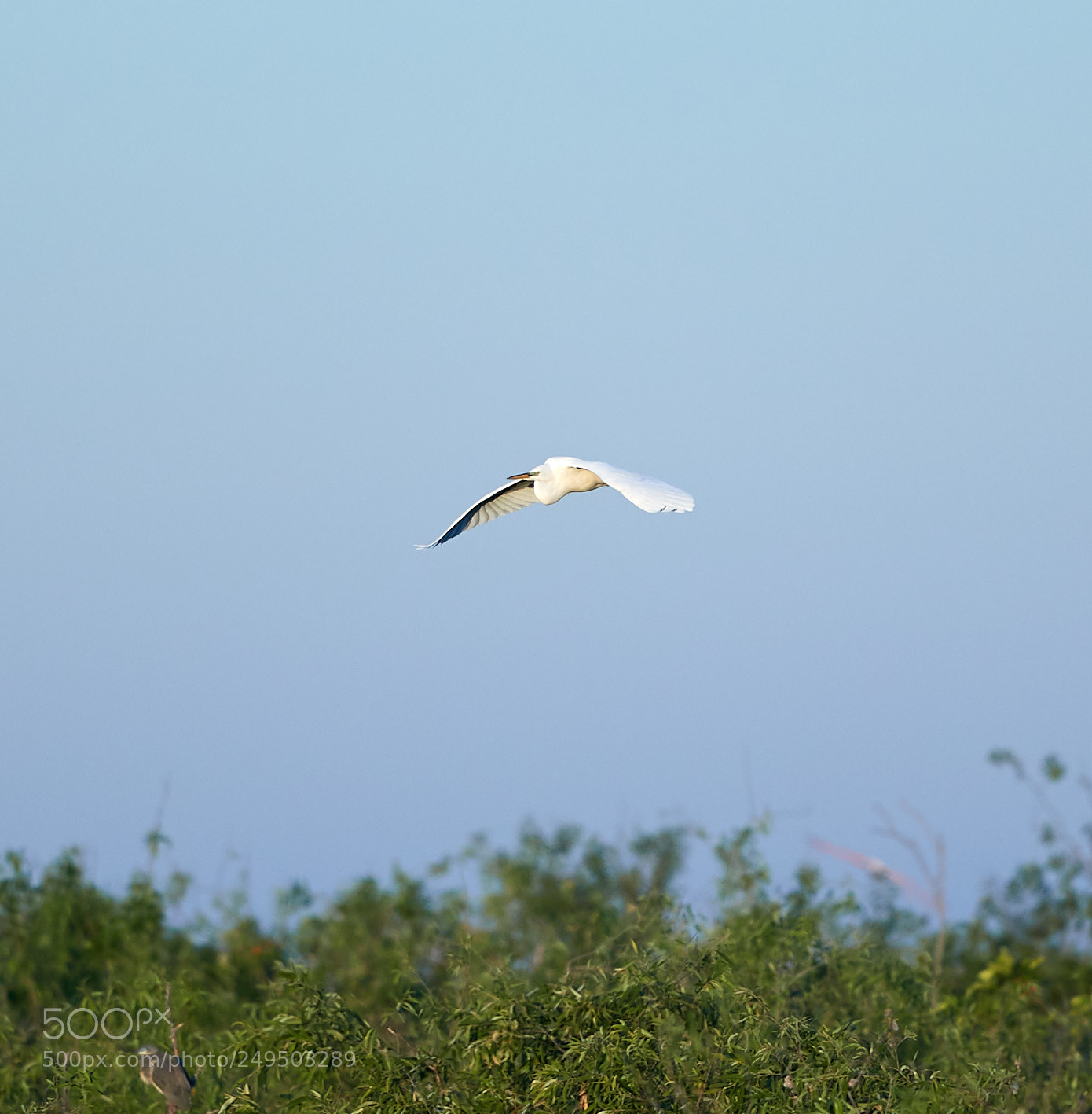 Canon EOS-1D X Mark II sample photo. 03-16-18-0007809.jpg photography
