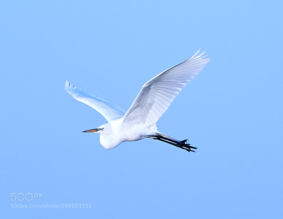 Canon EOS-1D X Mark II sample photo. 03-16-18-0007808.jpg photography