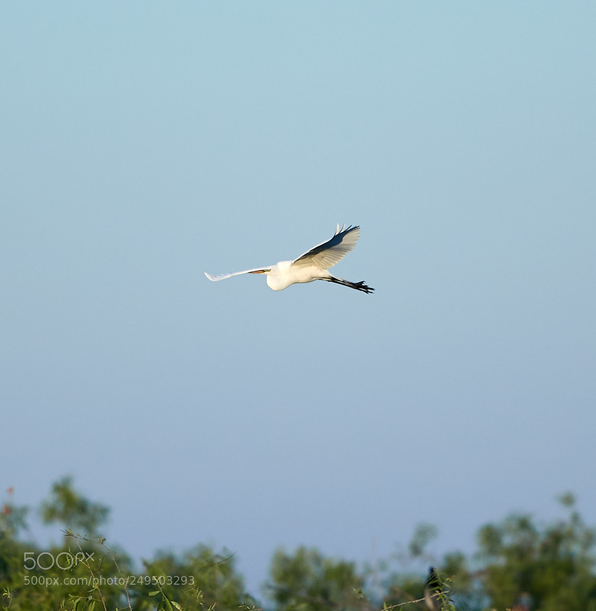 Canon EOS-1D X Mark II sample photo. 03-16-18-0007807.jpg photography