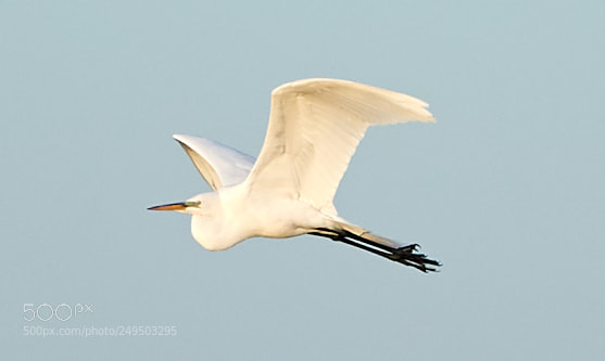 Canon EOS-1D X Mark II sample photo. 03-16-18-0007806.jpg photography