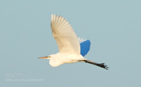 Canon EOS-1D X Mark II sample photo. 03-16-18-0007805.jpg photography