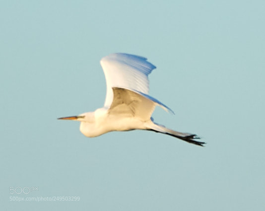 Canon EOS-1D X Mark II sample photo. 03-16-18-0007804.jpg photography