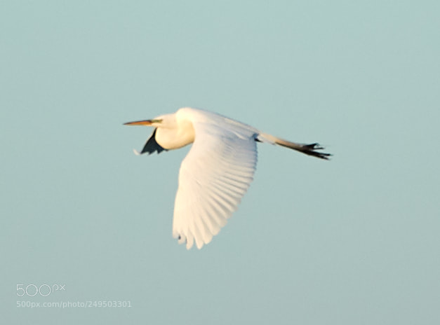 Canon EOS-1D X Mark II sample photo. 03-16-18-0007803.jpg photography