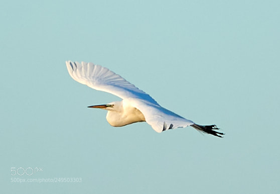 Canon EOS-1D X Mark II sample photo. 03-16-18-0007802.jpg photography