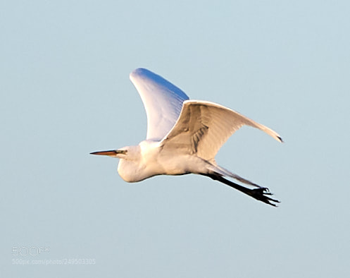 Canon EOS-1D X Mark II sample photo. 03-16-18-0007801.jpg photography