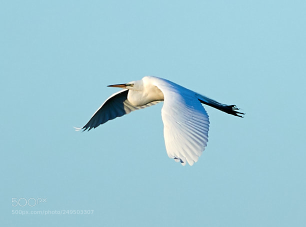 Canon EOS-1D X Mark II sample photo. 03-16-18-0007800.jpg photography